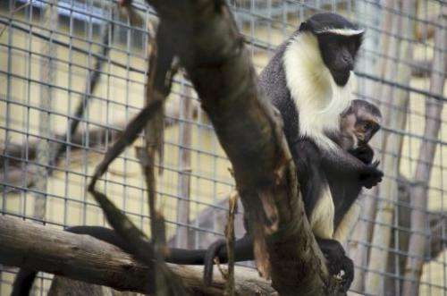 There are fewer than 200 Roloway monkeys remaining in the wild and only 27 in captivity
