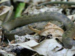 The Saint Lucia racer takes the title of world's rarest snake