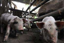 The World Bank said on Monday it plans to buy carbon credits from pig farms in the Philippines