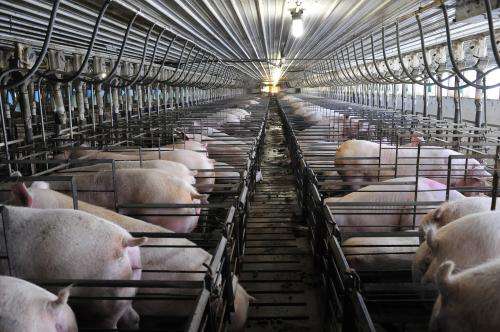 This season's influenza strain among pigs and humans appears mild