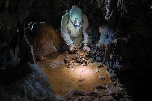 Three new arthropod species have been found in the Maestrazgo Caves in Teruel