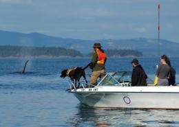 Too few salmon is far worse than too many boats for killer whales