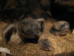 Turtles' mating habits protect against effects of climate change