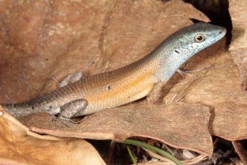 Two new lizards discovered in Townsville area