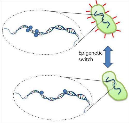 UCSB researchers' discovery of 'hopping' of bacterial enzyme gives insight into gene expression