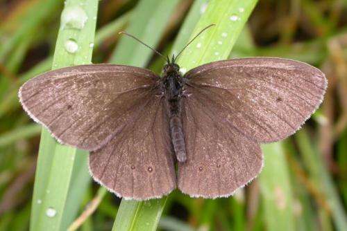UK butterfly populations threatened by extreme drought and landscape fragmentation