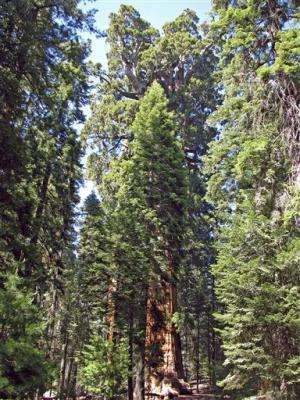 Upon further review, giant sequoia tops a neighbor