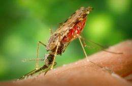 Vaccine research shows vigilance needed against evolution of more-virulent malaria
