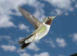 Where have all the hummingbirds gone?