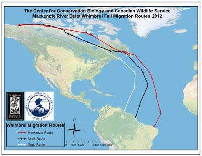 Scientists identify previously unknown Whimbrel migration pathway over open Atlantic Ocean