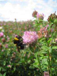 Wild bees: Champions for food security and protecting our biodiversity