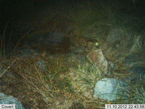 Wildlife Monitoring Cameras Click Jaguar and Ocelot Photos
