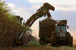 Workers harvest sugar cane in Brazil