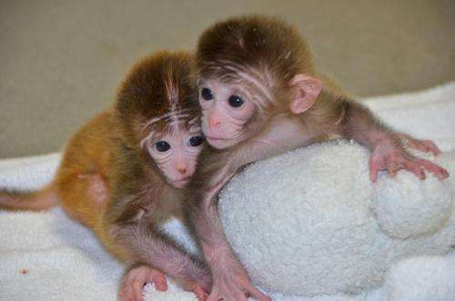 World's first chimeric monkeys are born
