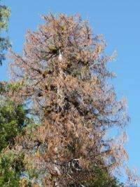 Yellow-cedar are dying in Alaska: Scientists now know why