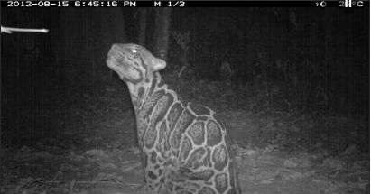 'Camera Trap' wildlife images from Malaysian forest