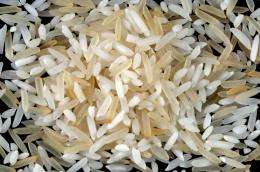 Study reveals good news about the GI of rice