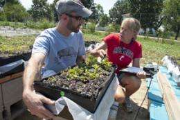 Native Plant Fares Well in Pilot Green Roof Research Study
