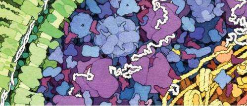 Cell membrane studies helping to tackle antibiotic resistance