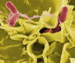 Researchers find a way to detect stealthy, 'hypervirulent' Salmonella strains