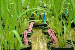 Study reveals good news about the GI of rice
