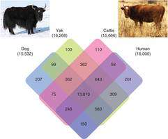 Researchers uncover Yak genes responsible for their altitude tolerance