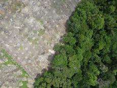 Drone in action for the rainforest