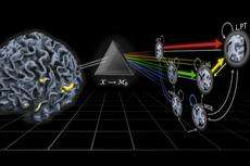 Brain network reveals disorders