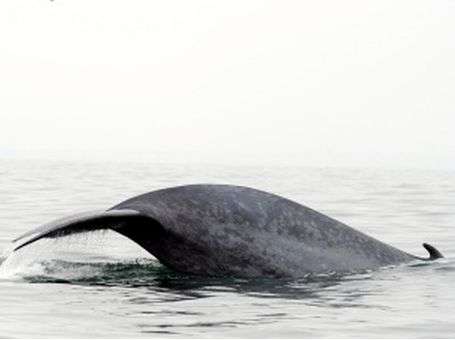 Blue whales perform precise acrobatics while hunting