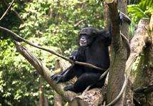 Chimp populations show great genetic diversity, with implications for conservation