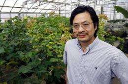 Researchers find mechanism that gives plants 'balance'