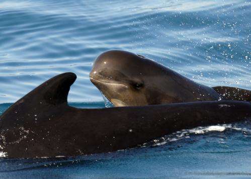 Pilot whales use synchronised swimming when they sense danger