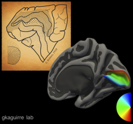 Researchers create a universal map of vision in the human brain