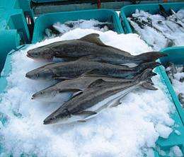 Researchers find reducing fishmeal hinders growth of farmed fish