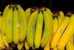 Researchers unravelled the genome of a wild Asian banana strain