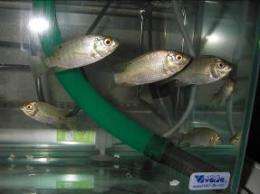 Producing artificial bones from fish scales 