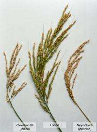 Researchers identify sterility genes in hybrid rice