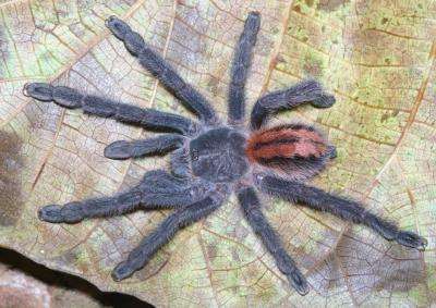 9 colorful and endangered tree-dwelling tarantulas discovered in Brazil