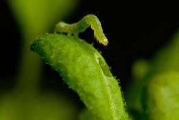 A bit touchy: Plants' insect defenses activated by touch