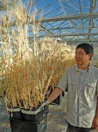 AgriLife Research study seeks to pinpoint wheat drought-tolerance mechanisms