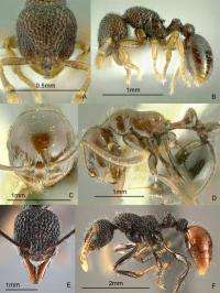 An ant scientist's picnic: The highly diverse ant fauna of the Philippines
