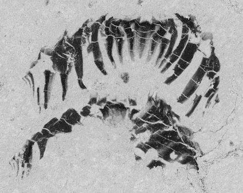 Ancient fossils reveal how the mollusc got its teeth