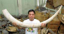 An employee of the Philippines government holds up a piece of smuggled elephant tusk