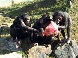 Anthropologist studies reciprocity among chimpanzees and bonobos