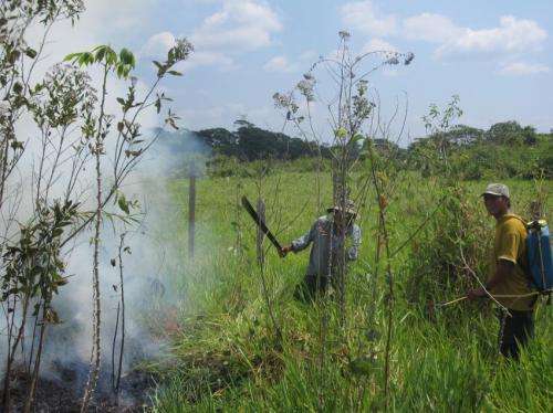As Amazon urbanizes, rural fires burn unchecked