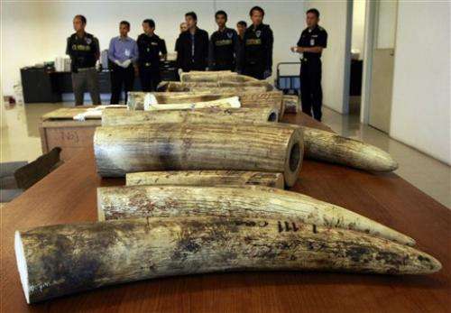Biggest Asian wildlife traffickers are untouchable