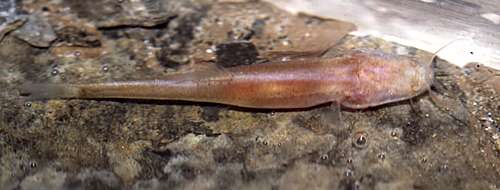 Blind, scaleless cave fish species discovered in Vietnam