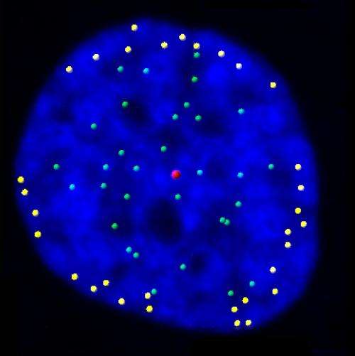 Chromosome 'anchors' organize DNA during cell division