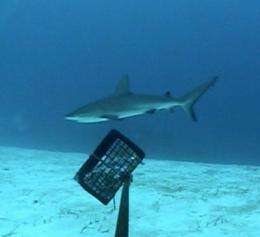 'Chum cam' underwater video survey shows that reef sharks thrive in marine reserves