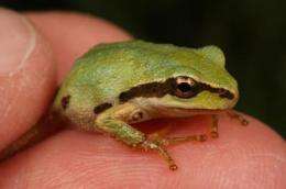 Common North American frog identified as carrier of deadly amphibian disease